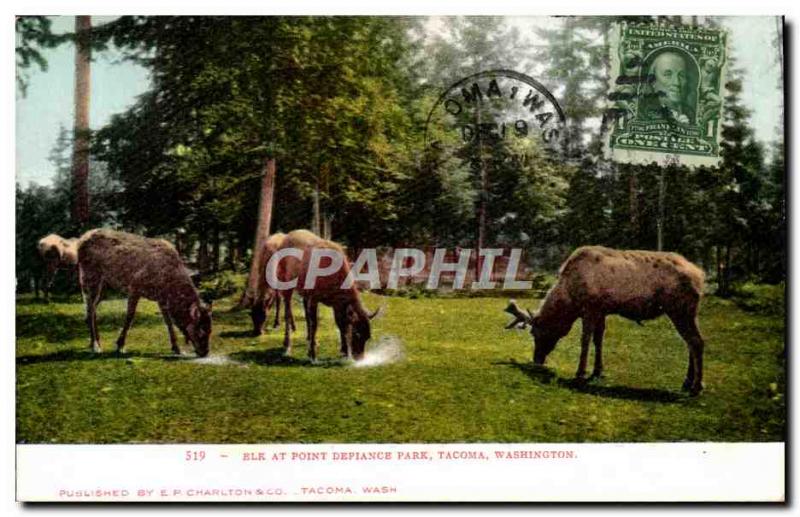 Old Postcard Elk At Point Defiance Park Tacoma Washington