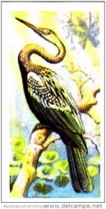 Brooke Bond Trade Card Tropical Birds No 35 Indian Darter