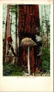 Postcard Felling a Big Tree, Men Cutting Down Giant Tree