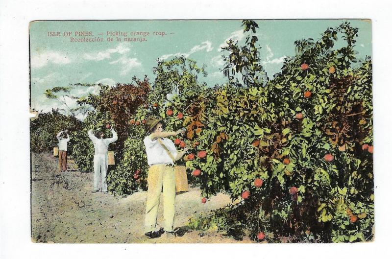 1910 Caribbean Picture Postcard - Isle Of Pines - Read Rev (AP82)