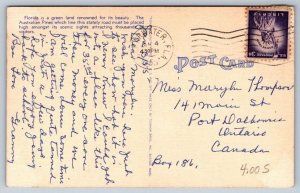 Australian Pines, A Beautiful Scenic Street In Florida, 1955 Linen Postcard