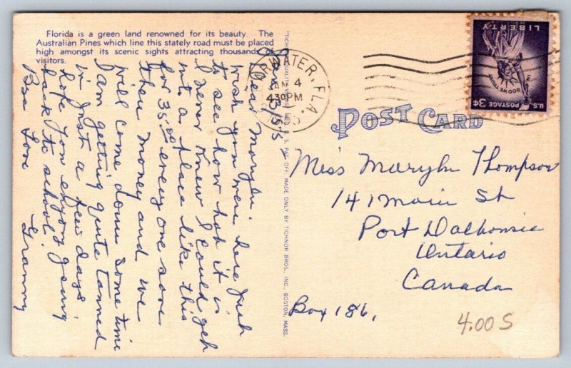 Australian Pines, A Beautiful Scenic Street In Florida, 1955 Linen Postcard