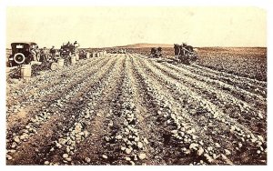 Maine Presque Isle, Harvesting Potatoes , RPPC