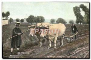 Old Postcard Folklore Vichy Oxen Plowing around