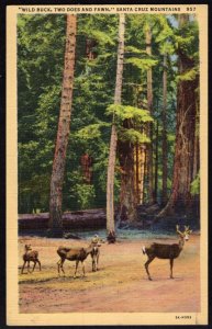 California Santa Cruz Mountains Wild Buck, Two Does and Fawn LINEN