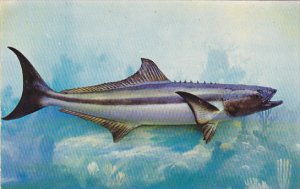 Cobia Found In Gulf Of Mexico and Florida Waters