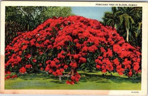 Postcard NATURE SCENE Poinciana Tree In Bloom Hawaii HI AO9917