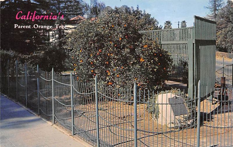 Parent Orange Tree California, USA Fruit Assorted Unused 