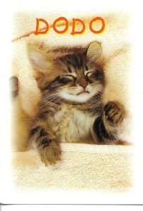Dodo cat Modern French photo postcard