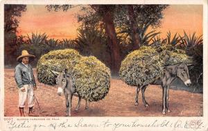 B95330 burros cargados de paja donkey types folklore mexico