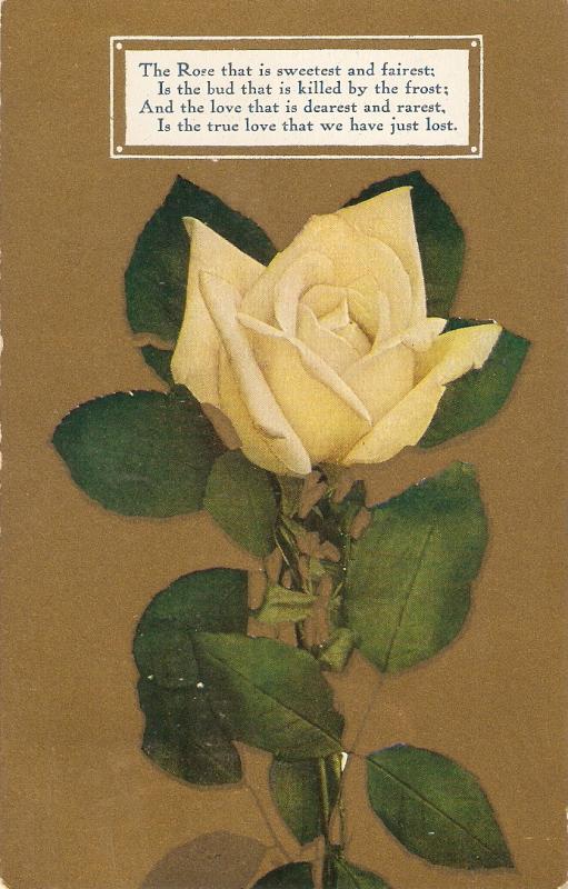 A yellow rose in gold back Nice anmtique American postcard
