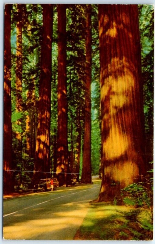 Postcard - Giant redwoods,  The Redwood Highway - California