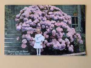 Hydrangeas In Front Of A California Residence CA Litho Postcard C1142090055