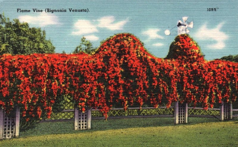 Flame Vine