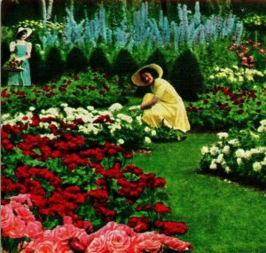 Jackson & Perkins Rose Garden Delphinium Newark New York NY 1910s UNP Postcard