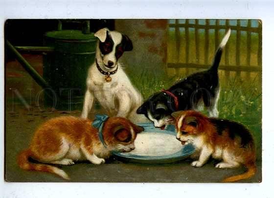 185500 JACK RUSSELL TERRIER & KITTENS Milk Vintage Color PC