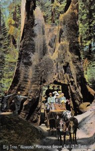 Big Tree Wawona Mariposa Grove, CA Yosemite c1910s Vintage Postcard