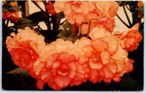 Postcard - Begonia-Double Camellia-Picotee Salmon - Santa Cruz, California
