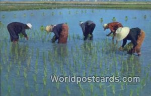 Cultivation of the Rice Thailand Unused 