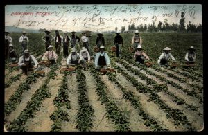 ABRO US 1908 Strawberry  Pickers Used Card Alameda to Mountain View Ca.