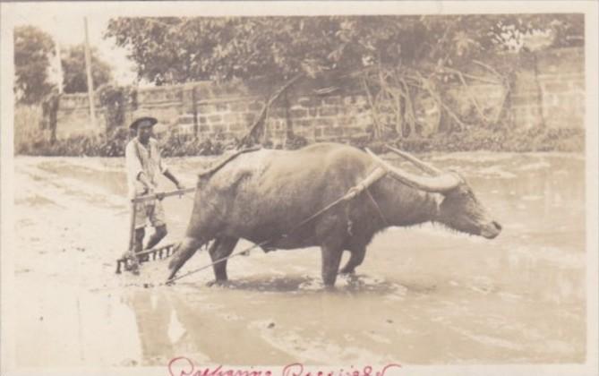 Philippines Farmer With Ox & PLow Harrowing The Rice Field Real Photo