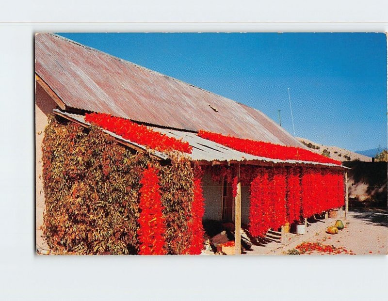 Postcard Chili Peppers Hanged from the Roof a Native Hut to Dry in the Sun