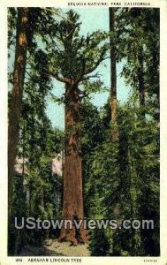 Abraham Lincoln Tree - Sequoia National Park, California CA  
