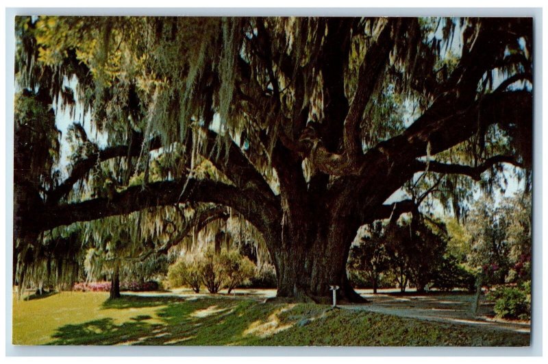 Charleston South Carolina SC Postcard The Middleton Oak Middleton Gardens c1960s