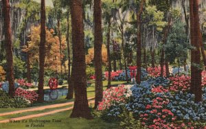 Jacksonville FL-Florida, 1956 Hydrangea Time Oriental Gardens, Vintage Postcard
