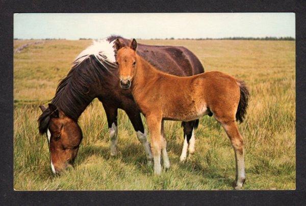 MA Fleur De Lis Shop Hamilton Mass Massachusetts Postcard Horses Horse PC