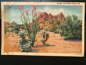 Vintage Postcard 1955 Ocotillo and Cholla Cactus Desert Arizona (AZ)