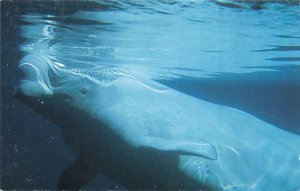 The Beluga Whale View Postcard Backing 