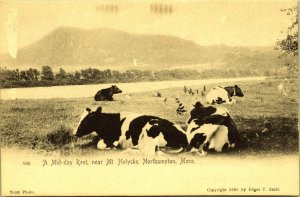 Cattle Mid-day Rest Mt Holyoke Northampton Massachusetts Postcard UND