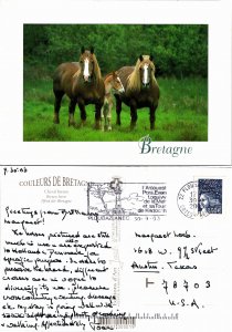 Breton Horse (28347