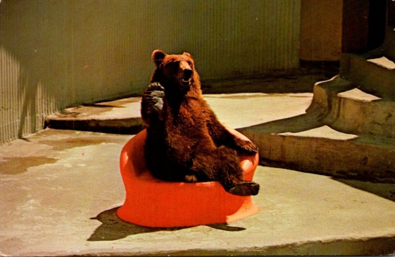 Kodiak Bear Sitting In His Easy Chair Portland Zoological Gardens Portland Or...