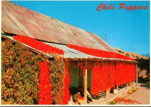 New Mexico Albuquerque Chili Peppers 1983