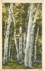 Lake George New York Grove of Silver Birches WB Postcard Unused