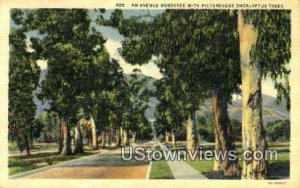 Avenue, Eucalyptus Tree - MIsc, California CA  
