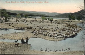 Lewiston Idaho ID Sheep Ranch Snake River c1910 Vintage Postcard