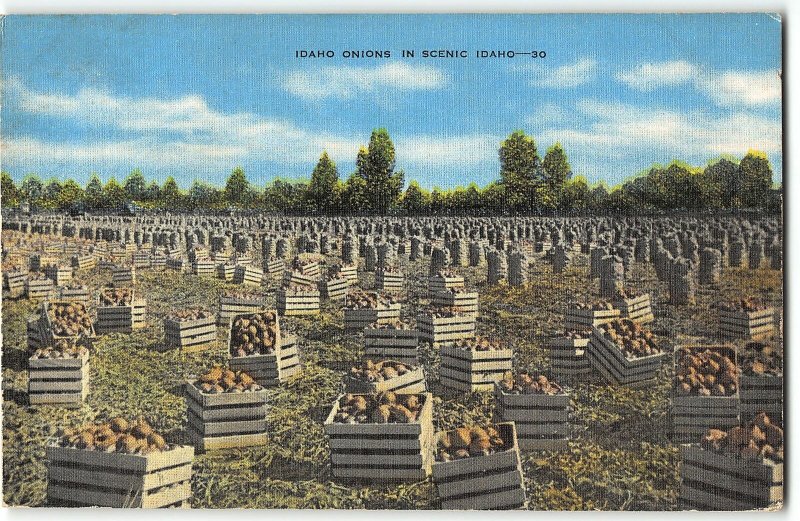 Crates of Onions in a an Idaho Farm Field - 1940s Linen Agricultural Postcard