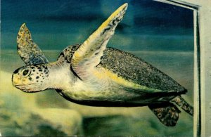 Green Sea Turtle Myrtle Marineland Southern California