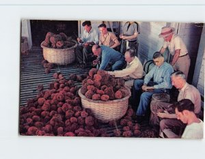 Postcard Tarpon Springs Sponge Docks, Tarpon Springs, Florida