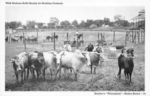 Wild Brahma Bulls View Images 