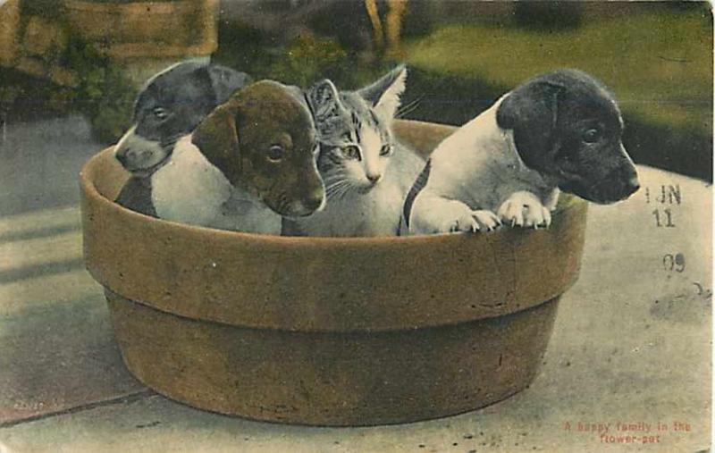 D/B A Happy Family in the Flower Pot Puppies & a Kitten 1909