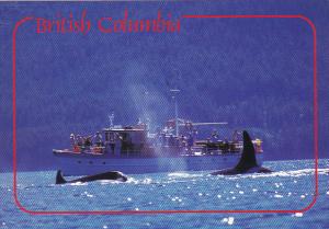 Killer Whales Whale Watching British Columbia Canada