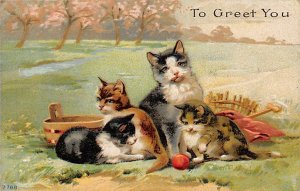 Cat Cats, Kitten postal used unknown 