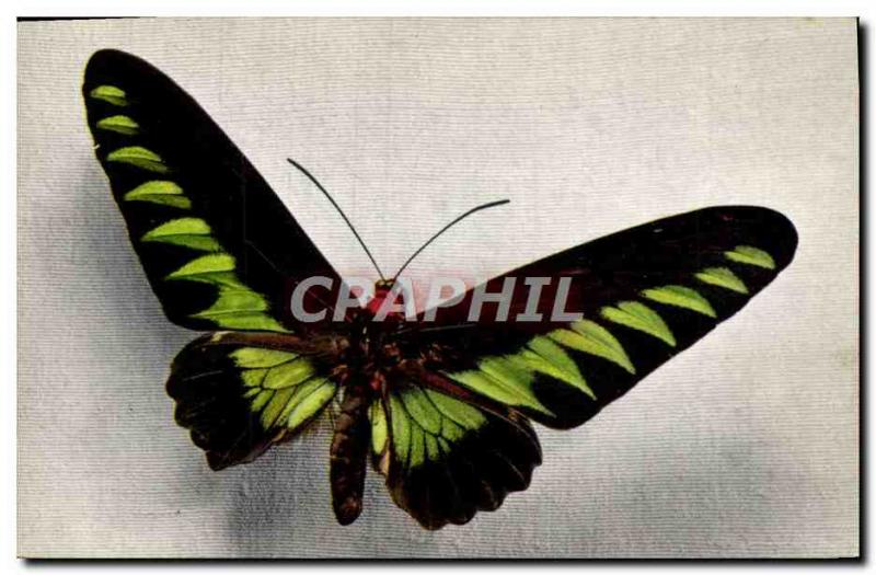 Old Postcard Butterfly Ornithoptera Brookeana