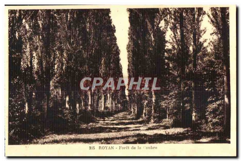 Old Postcard Royan Foret de la Coubre