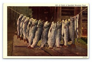 A Catch Of Speckled Mountain Trout Postcard
