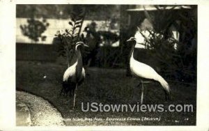 Bird Park, real photo - Catalina Island, California CA  